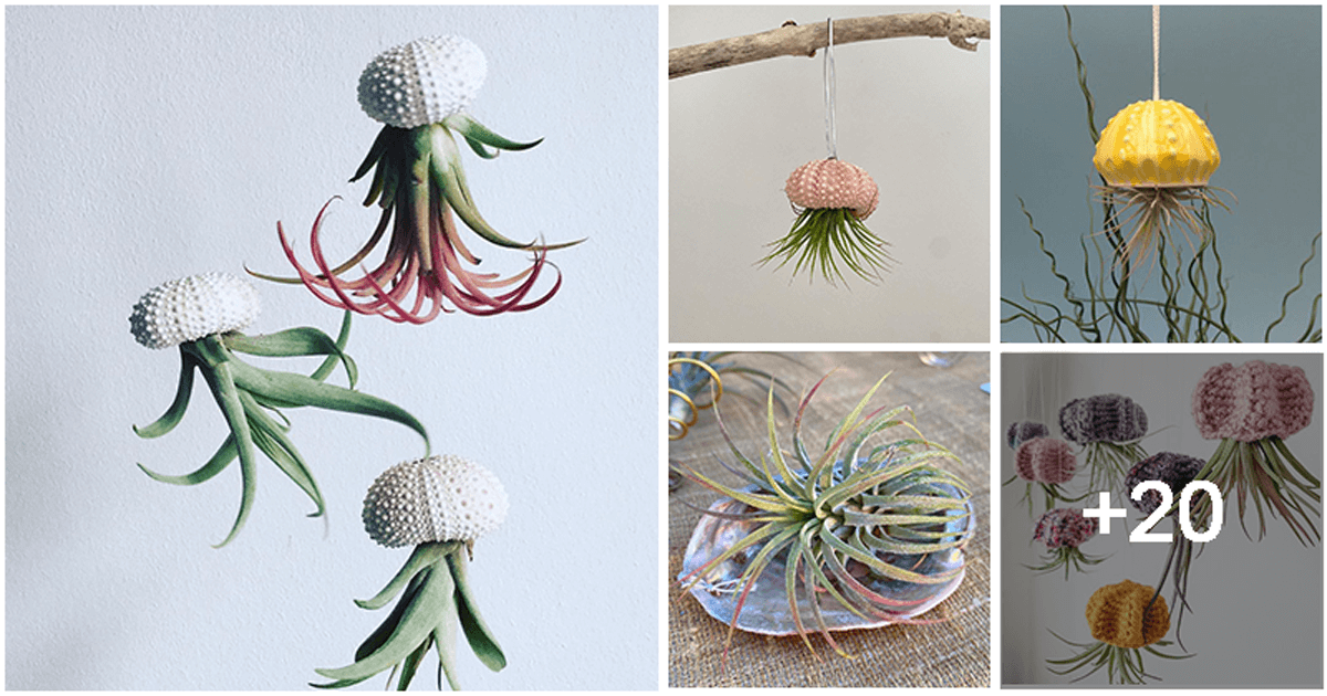 These Wonderful 25 Air Plants Are Worth A Try!