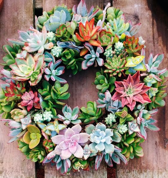30 pictures that prove succulents can thrive anywhere - 123