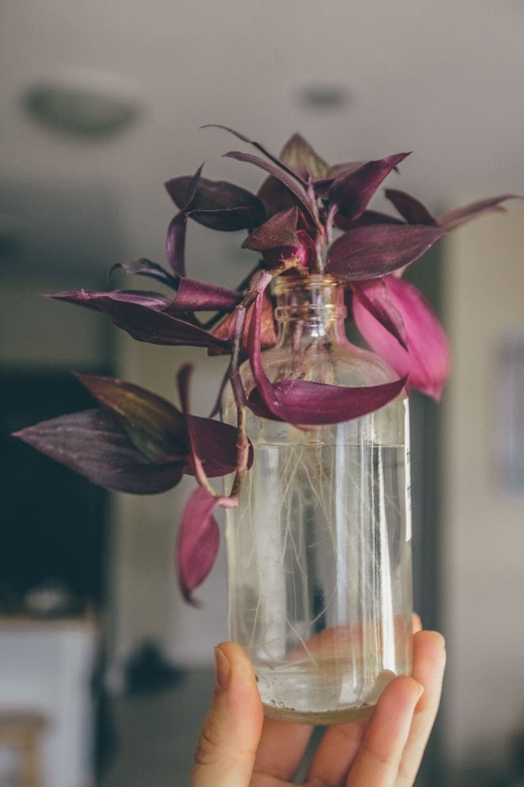 22 beautiful grow-in-vase houseplants - 149