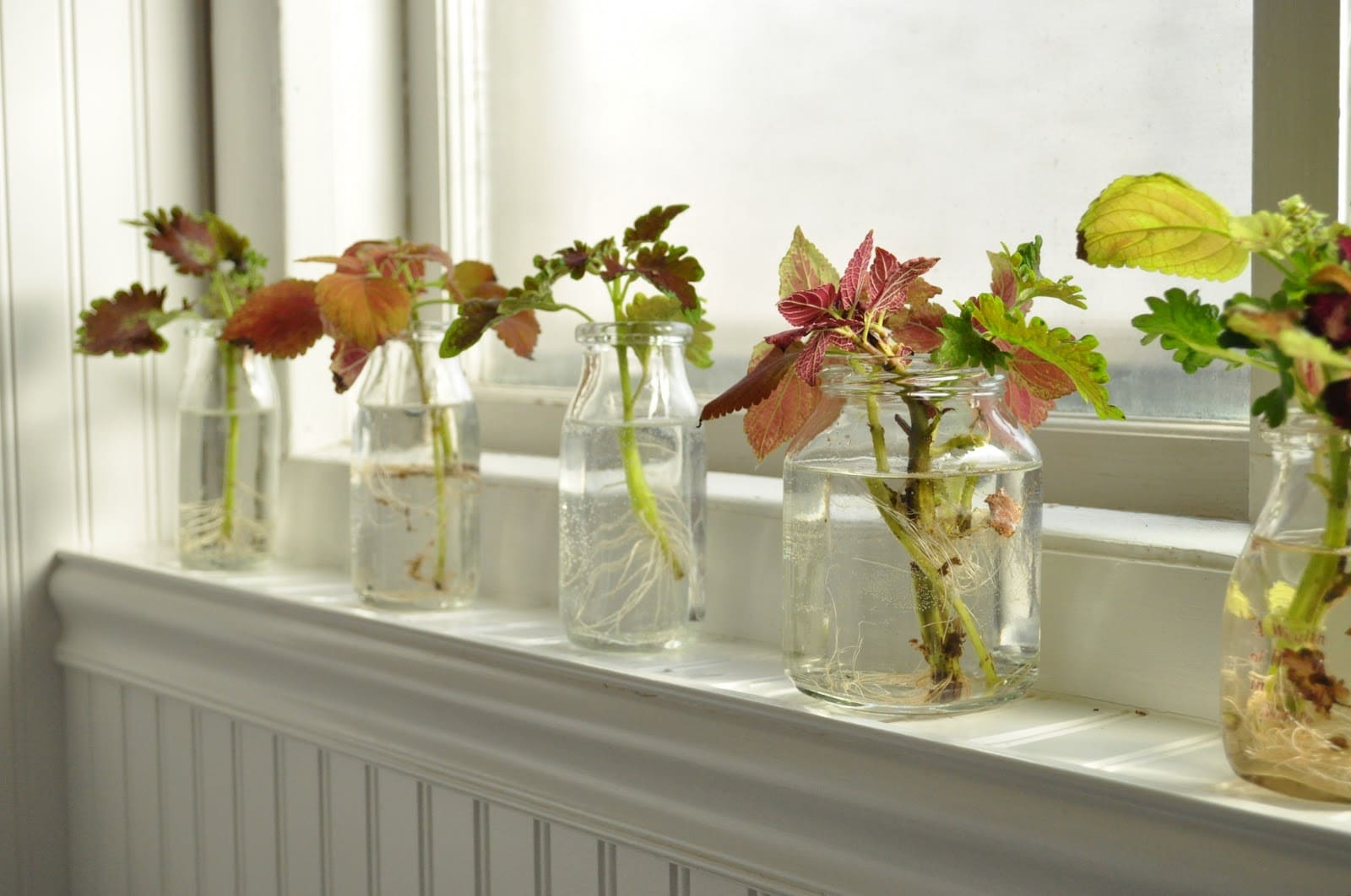 22 beautiful grow-in-vase houseplants - 167