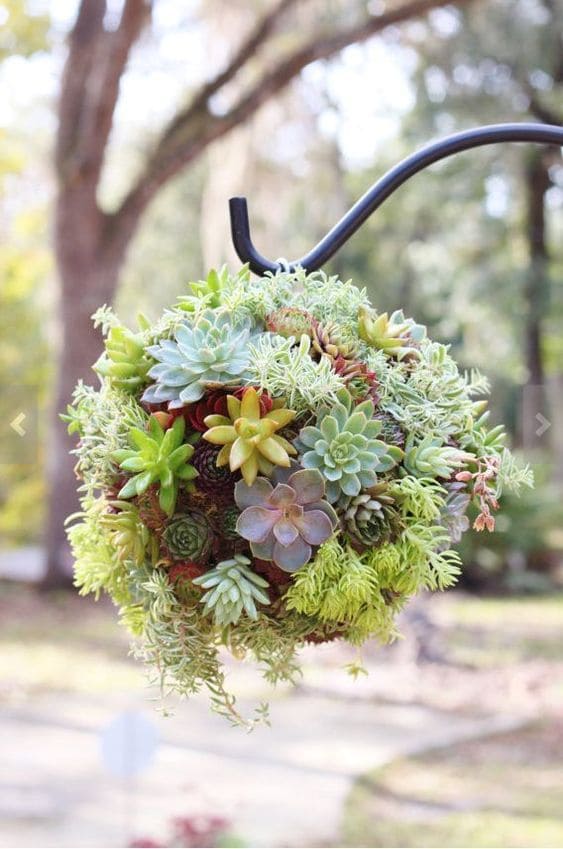 30 pictures that prove succulents can thrive anywhere - 107