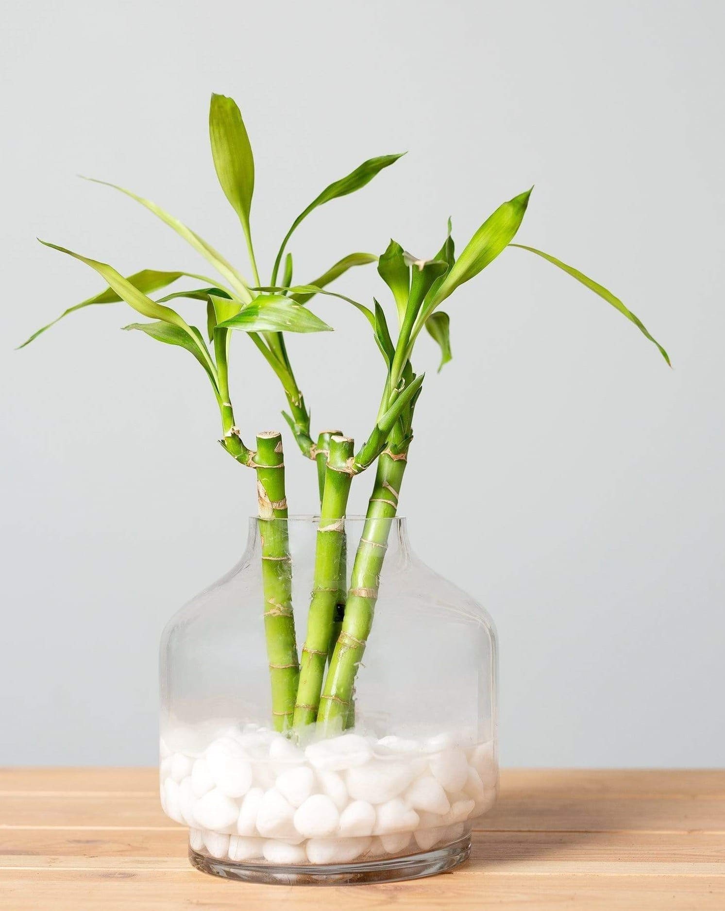 14 beautiful lucky bamboo varieties to take home - 97