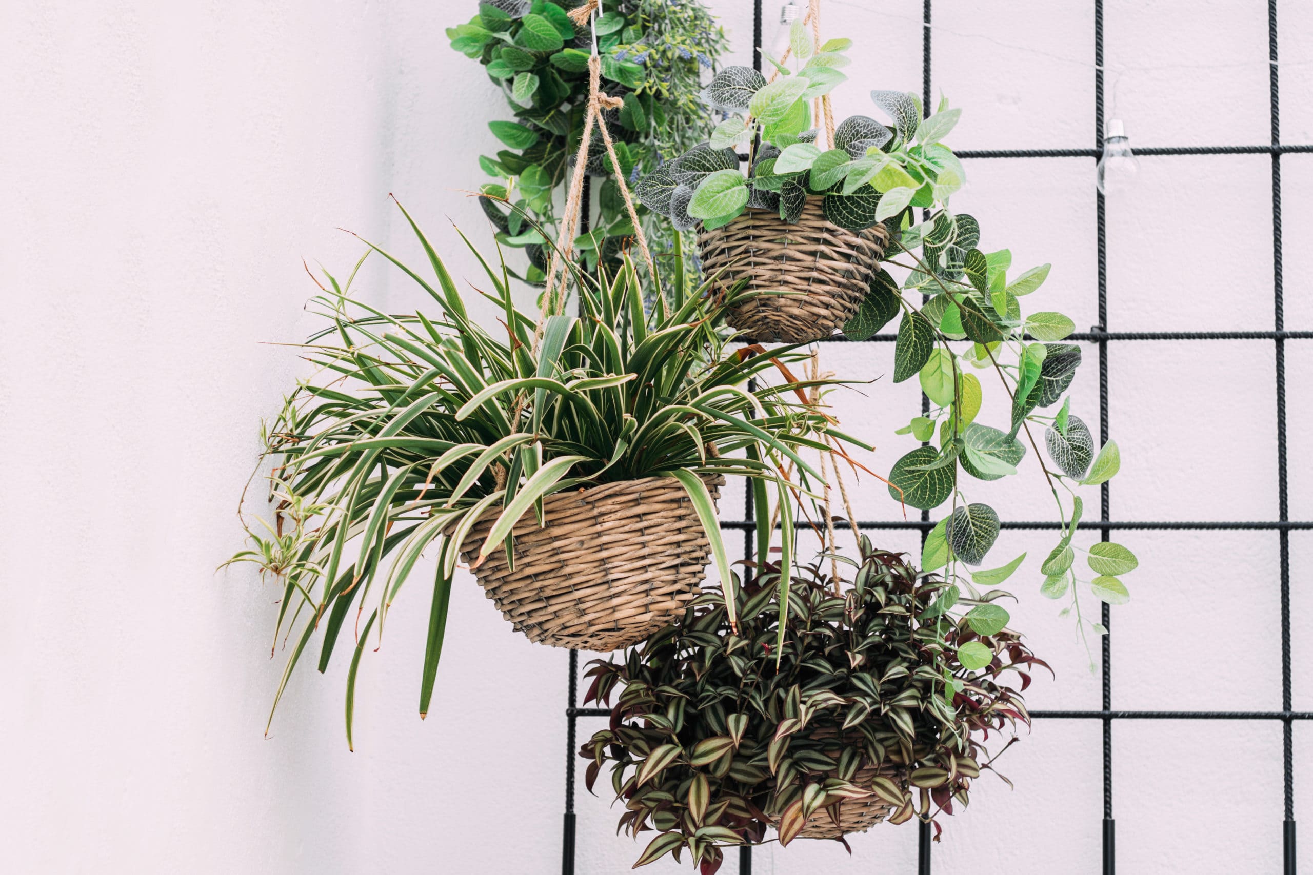 18 unique hanging basket ideas for your houseplant - 87