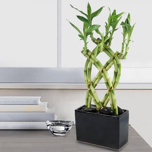 14 beautiful lucky bamboo varieties to take home - 123