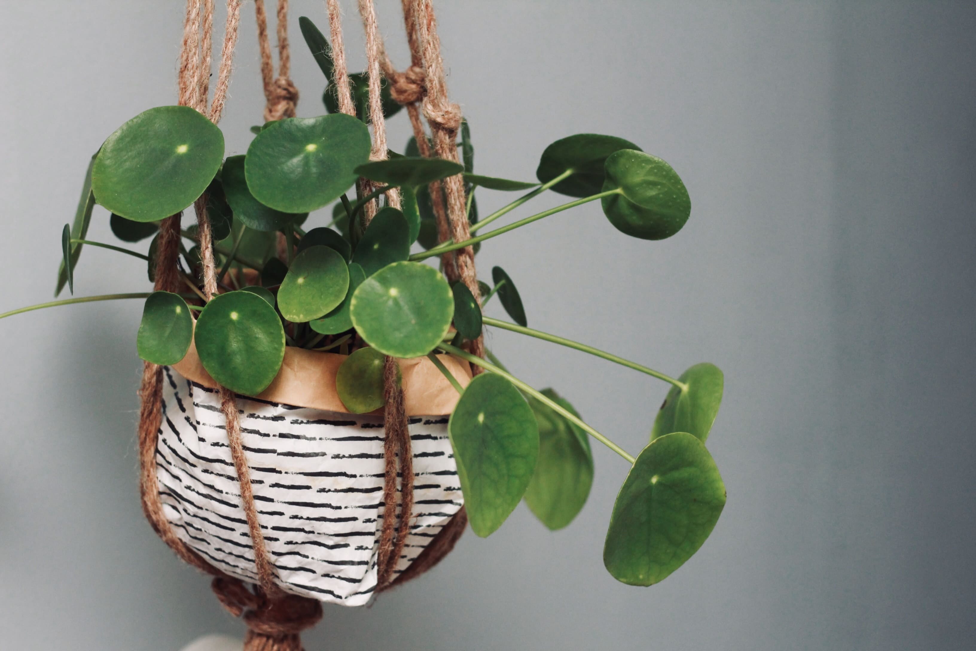 18 unique hanging basket ideas for your houseplant - 77