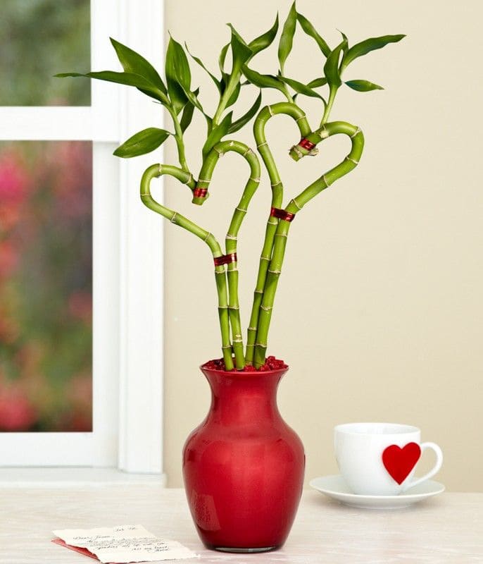 14 beautiful lucky bamboo varieties to take home - 107