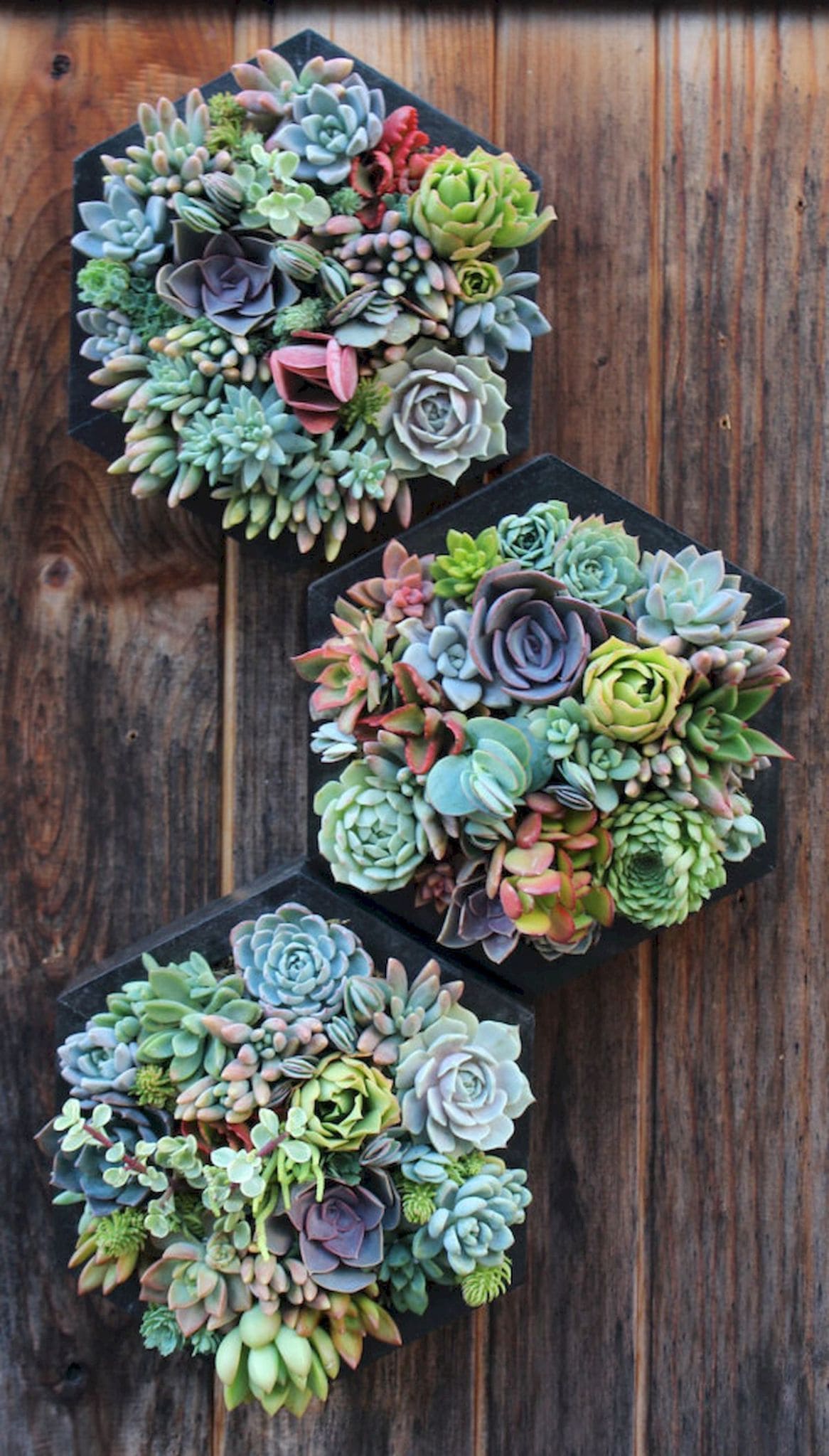25 fascinating ideas to build a hanging mini succulent garden - 89
