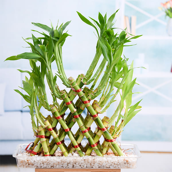 14 beautiful lucky bamboo varieties to take home - 117