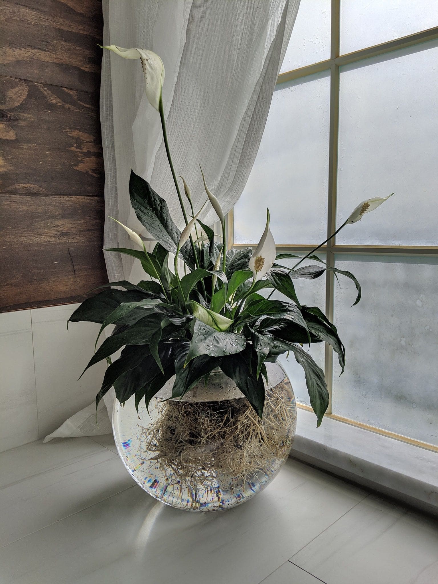 22 beautiful grow-in-vase houseplants - 187