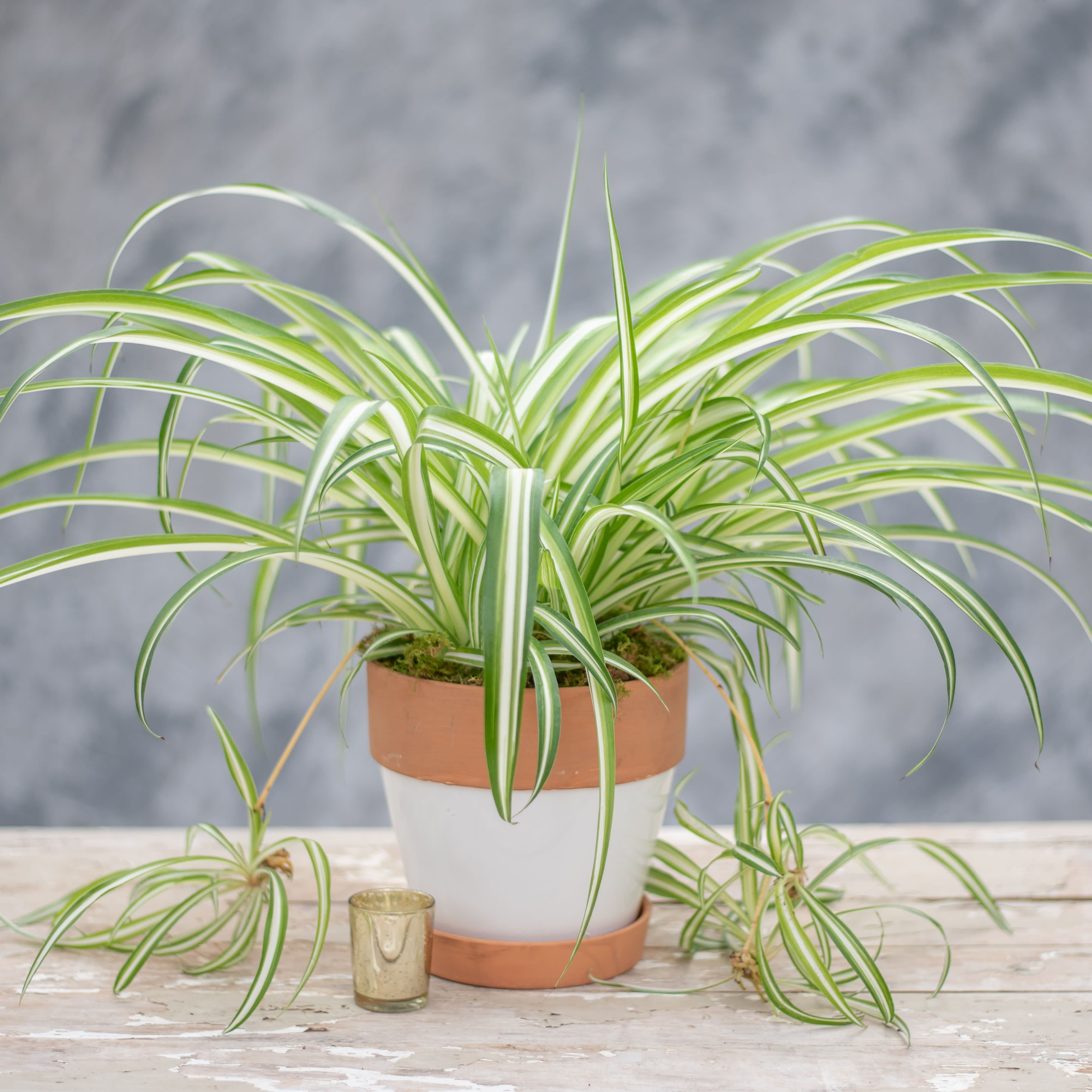 11 air-purifying houseplants that are safe for your cats