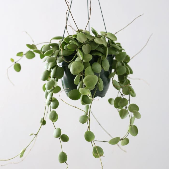 12 beautiful houseplants with round leaves for interior design - 101