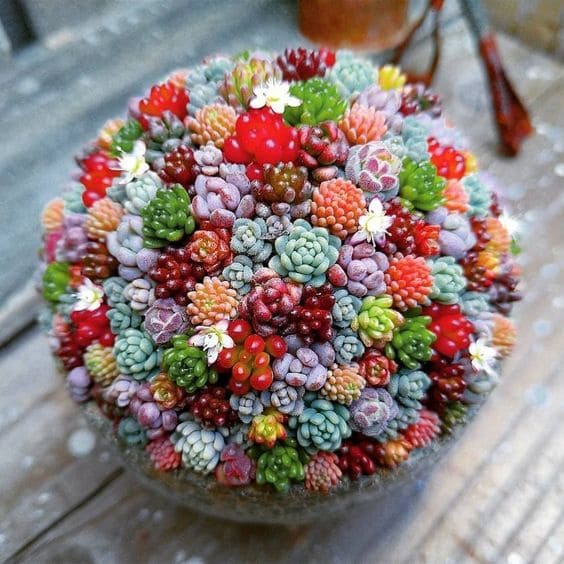 30 pictures that prove succulents can thrive anywhere - 115