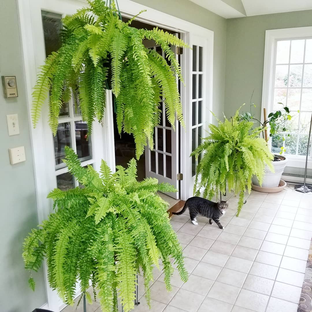 30 stunning indoor garden trends you will be following this year - 125
