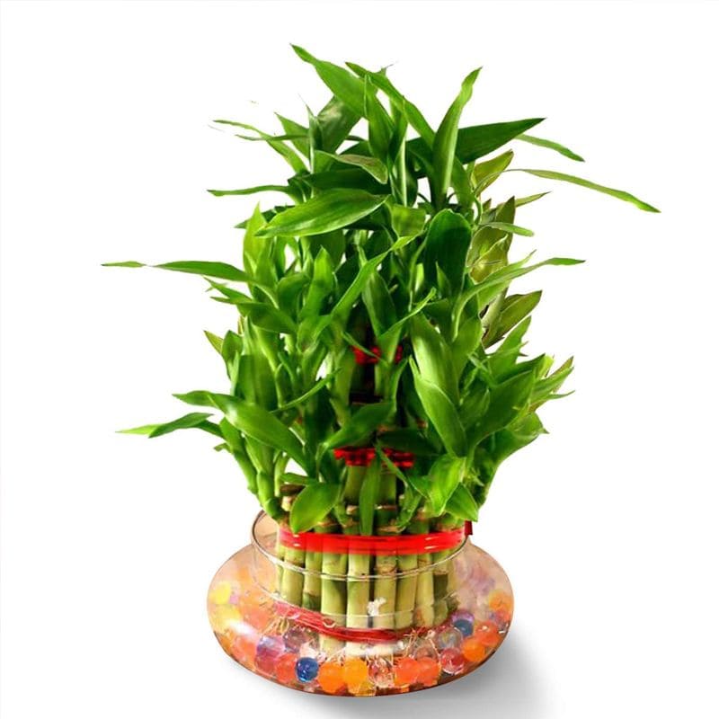14 beautiful lucky bamboo varieties to take home - 109