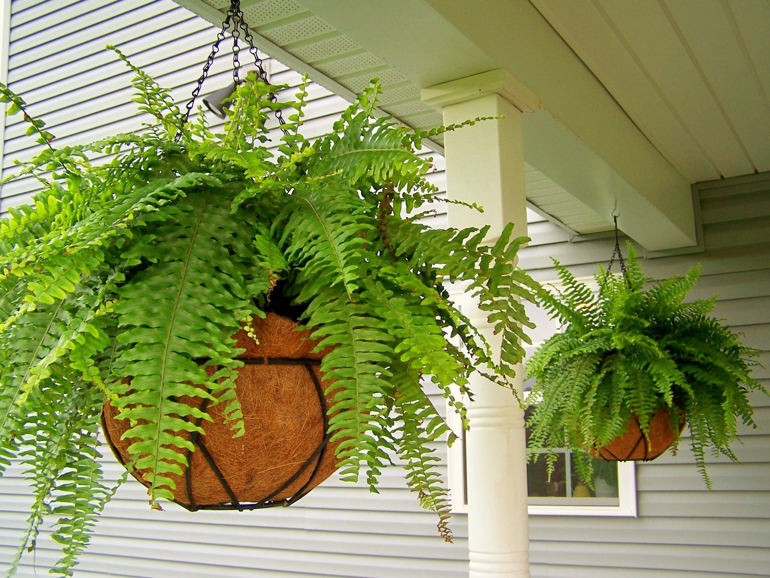 21 best ideas to decorate your home with ferns - 141