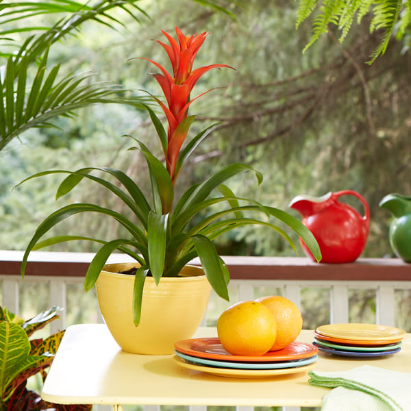 15 Houseplants That Can Reduce Humidity In Your Bathroom - 81