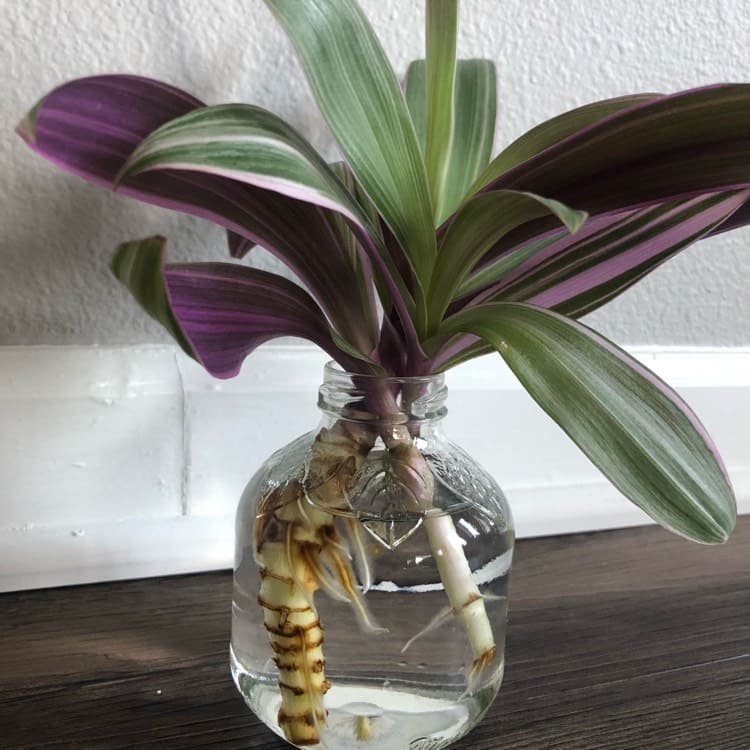 22 beautiful grow-in-vase houseplants - 161