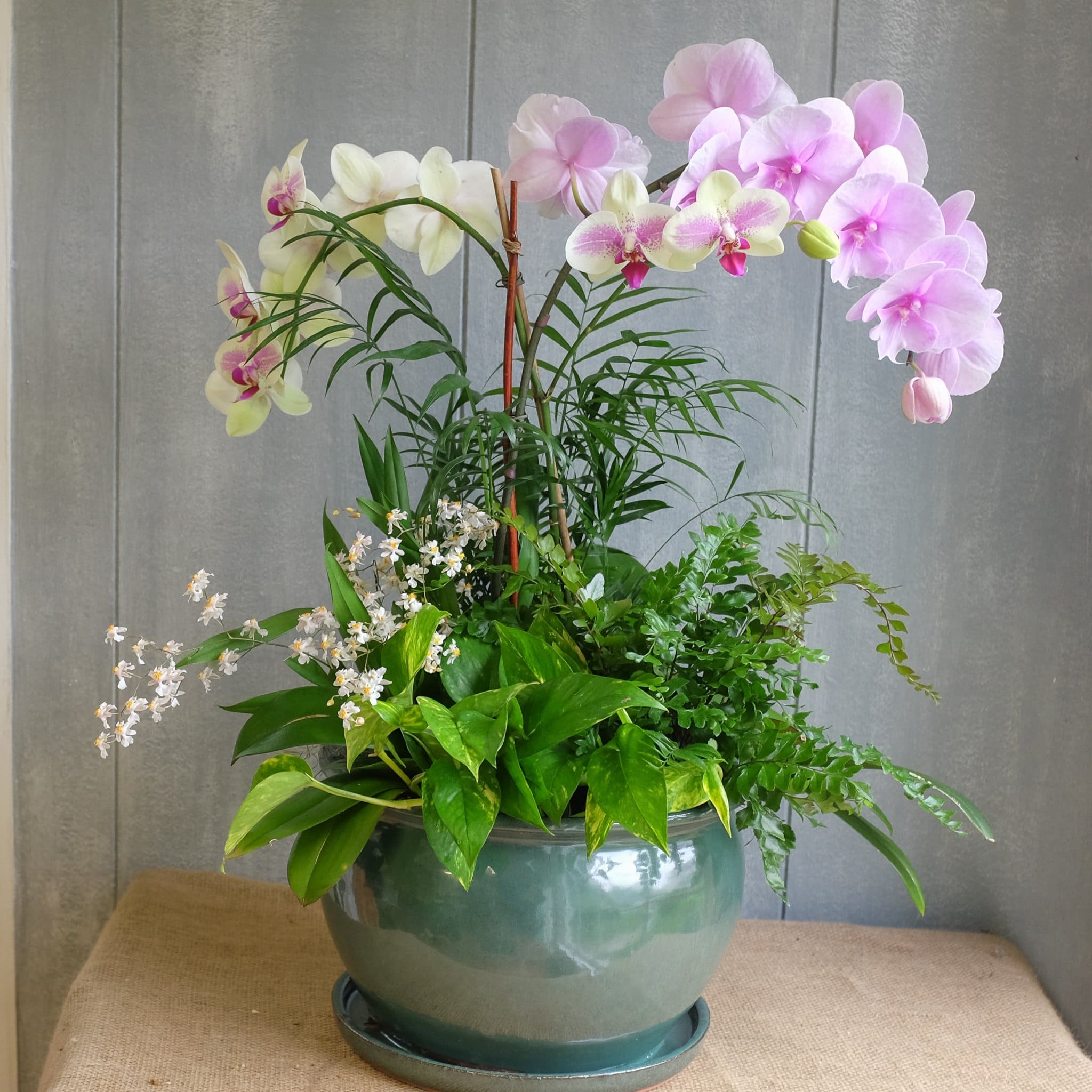 15 houseplants that can reduce humidity in your bathroom - 75