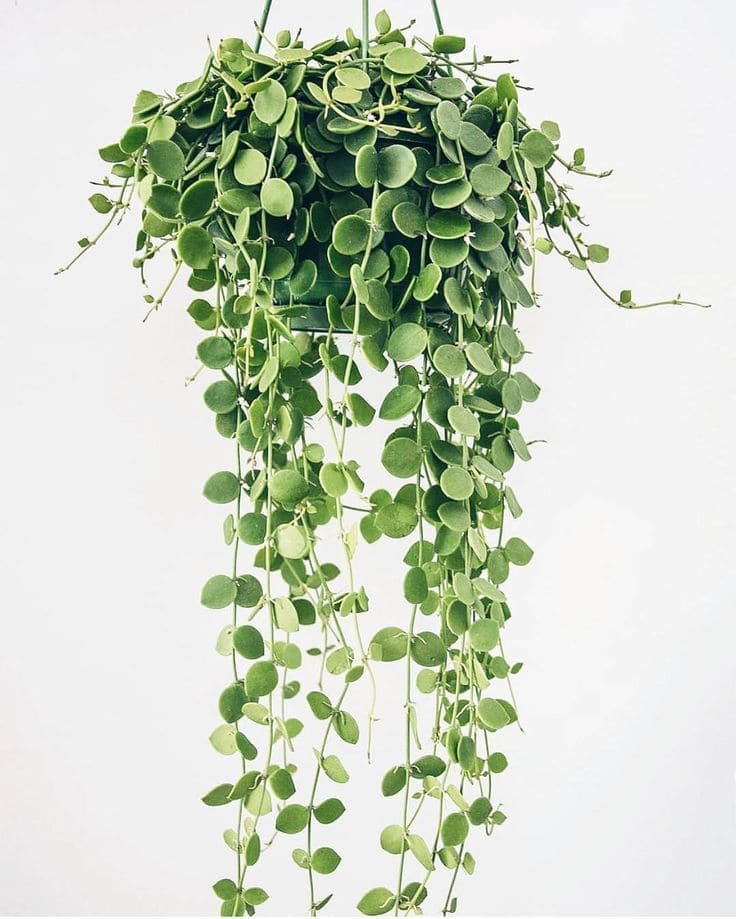 12 beautiful houseplants with round leaves for interior design - 107