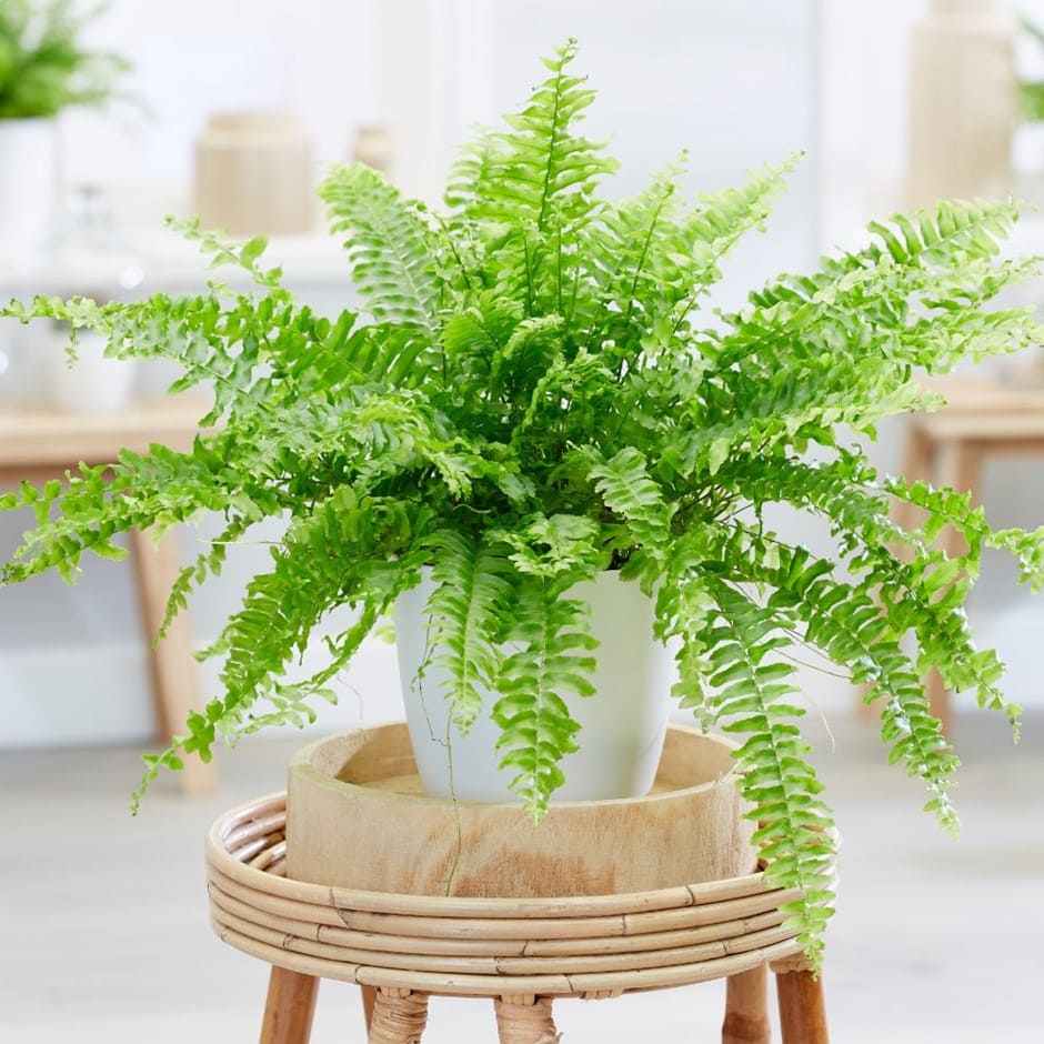 15 houseplants that can reduce humidity in your bathroom - 69