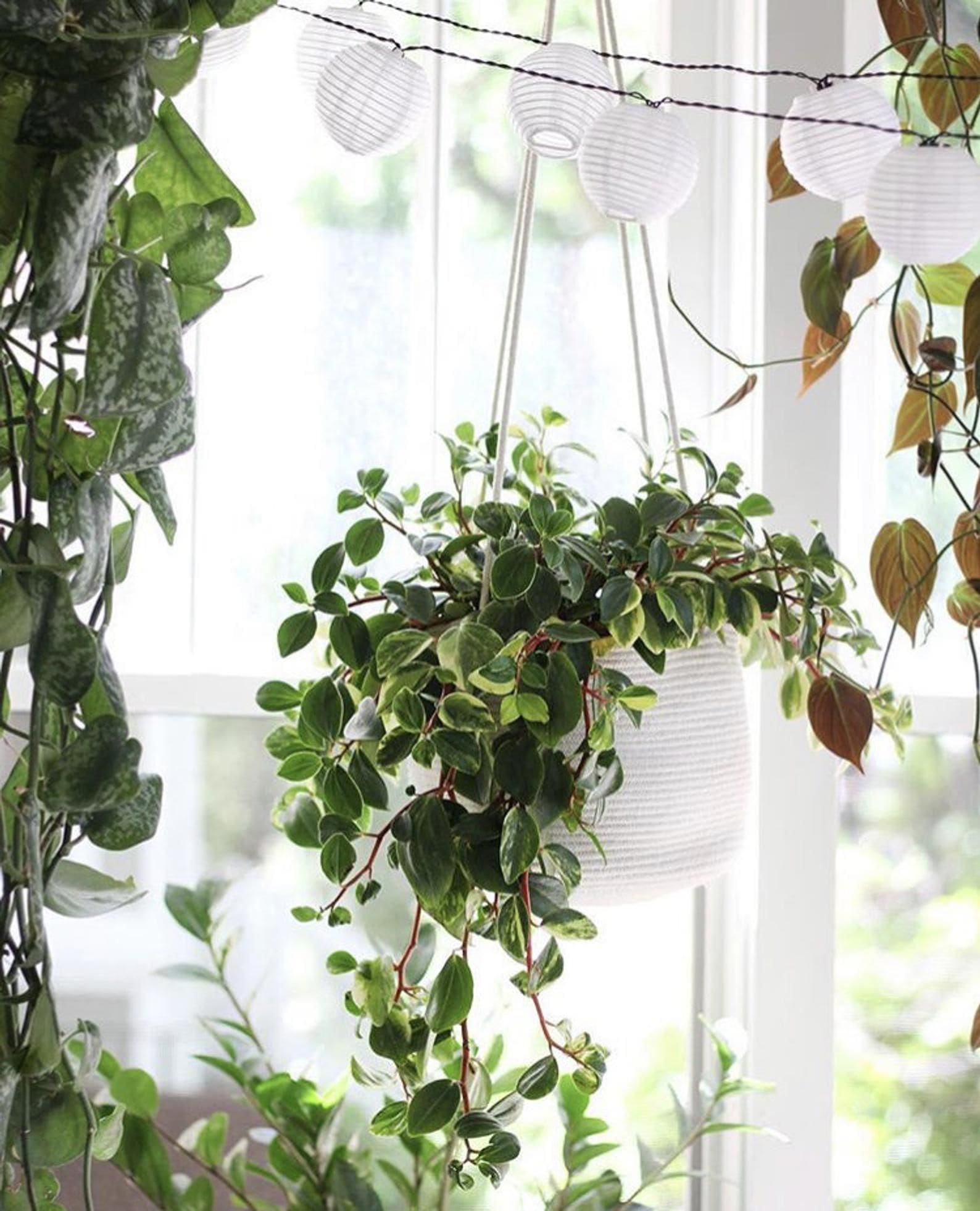 18 unique hanging basket ideas for your houseplant - 79