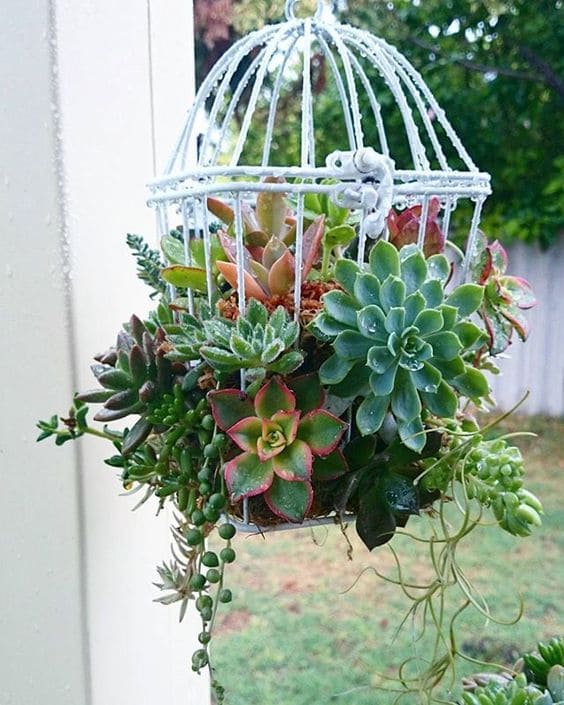 30 pictures that prove succulents can thrive anywhere - 103