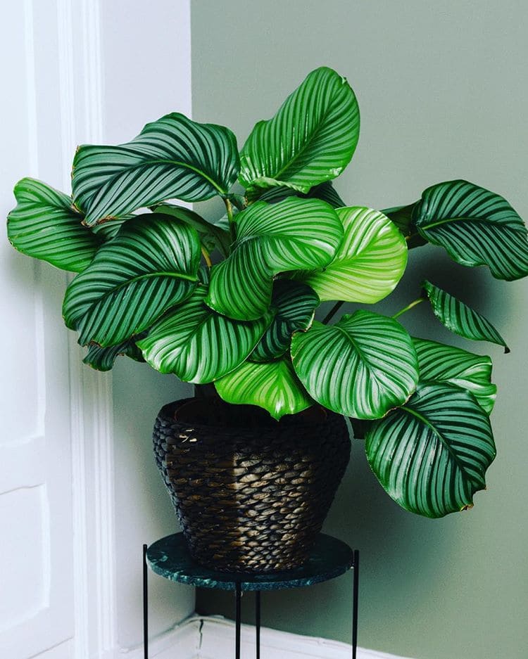 12 beautiful houseplants with round leaves for interior design - 87