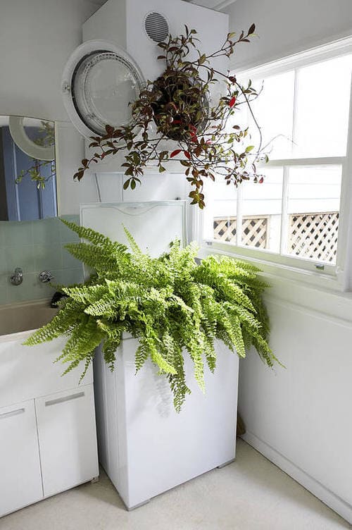 21 best ideas to decorate your home with ferns - 167