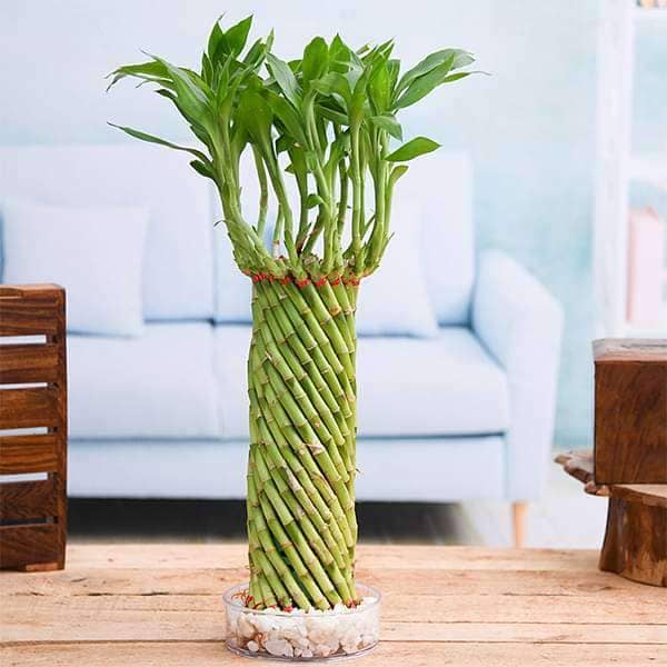 14 beautiful lucky bamboo varieties to take home - 113