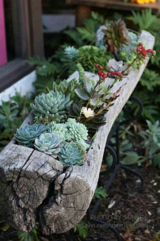 30 pictures that prove succulents can thrive anywhere - 119