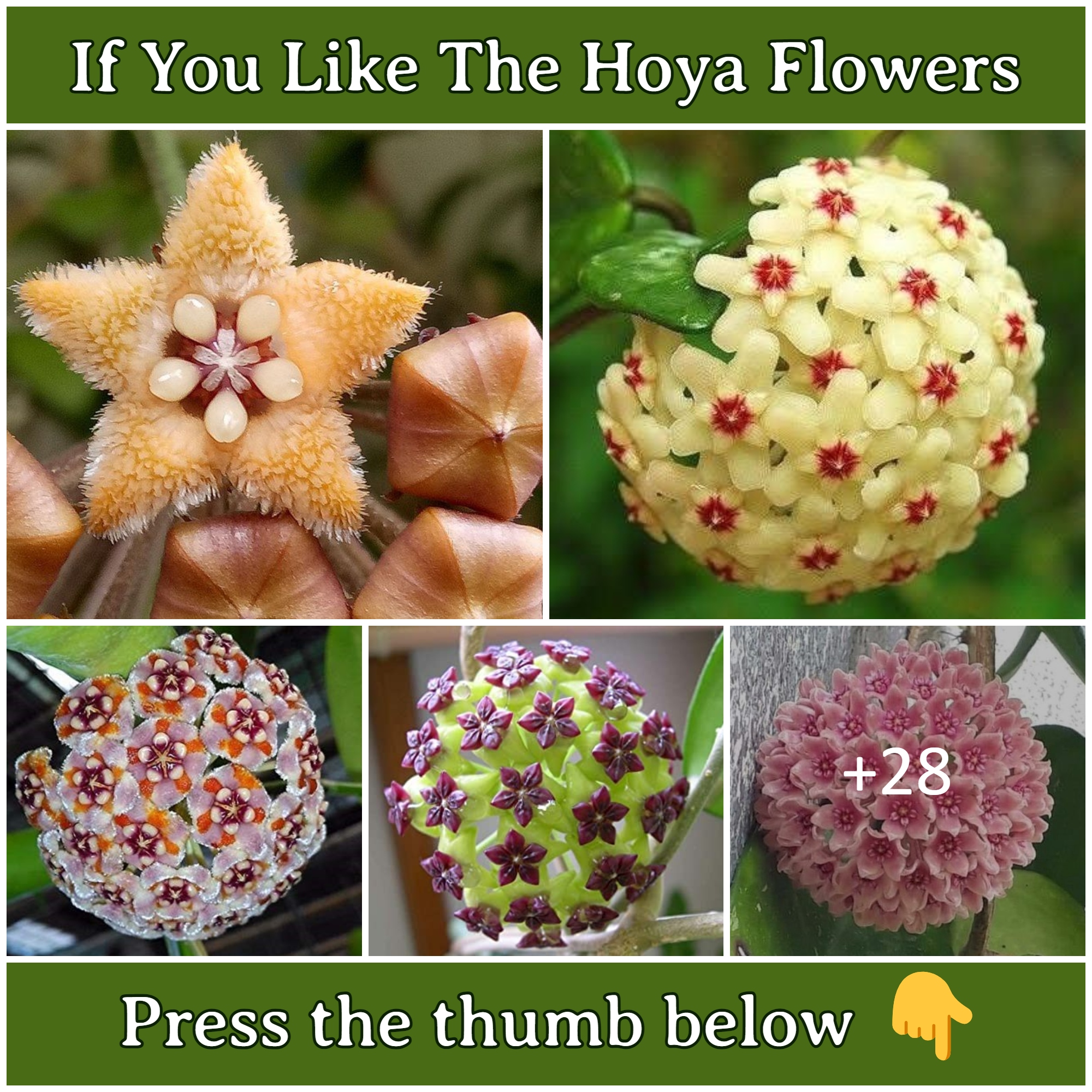 How to Get Hoya Plants to Bloom
